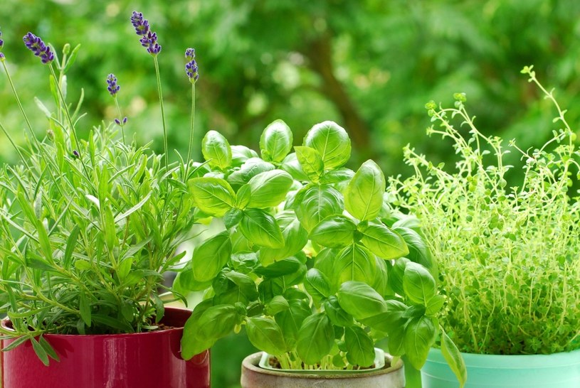 Growing herbs on your windowsill?  They can be used to make the Provencal combination /123RF/PICSEL