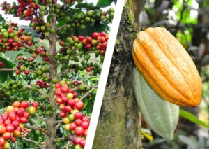 Uprawy kakao, kawy, arbuzów, mango są poważnie zagrożone. A powód taki niewielki