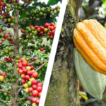 Uprawy kakao, kawy, arbuzów, mango są poważnie zagrożone. A powód taki niewielki