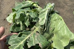 Uprawy na Dolnym Śląsku zniszczone przed deszcz i grad 