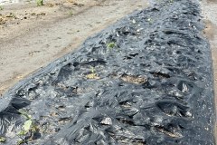 Uprawy na Dolnym Śląsku zniszczone przed deszcz i grad 