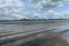 Uprawy na Dolnym Śląsku zniszczone przed deszcz i grad 