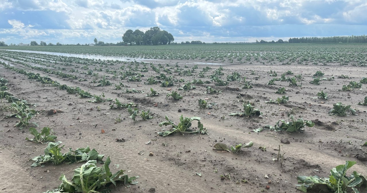 Uprawy na Dolnym Śląsku zniszczone przed deszcz i grad 
