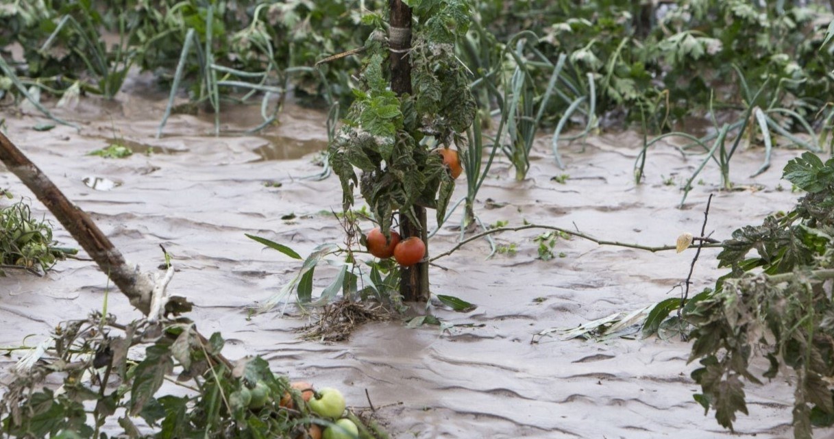 Uprawy pomidorów zniszczone w wyniku ulewy i silnego wiatru /fot Marek Maliszewski/REPORTER /East News
