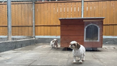  Uratowali krzywdzone psy. Schronisko prosi o pomoc