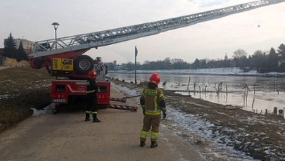 Uratowali łabędzia, który przymarzł do lodu na Wiśle. Nietypowa akcja w Krakowie