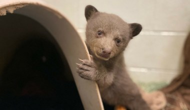 Uratowali porzuconego niedźwiedzia. Noszą maski i futra, aby bał się ludzi