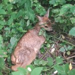 Uratowali sarenkę z opresji. Nietypowa interwencja policji