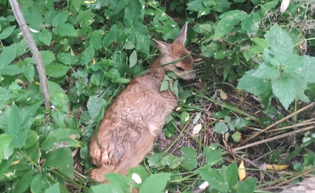 Uratowali sarenkę z opresji. Nietypowa interwencja policji