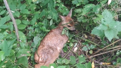 Uratowali sarenkę z opresji. Nietypowa interwencja policji