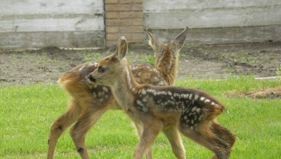 Uratowali sarnie oseski. Teraz opiekuje się nimi fundacja
