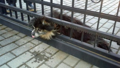 Uratowali uroczego psiaka, który utknął w ogrodzeniu. Nietypowa interwencja podkarpackich strażaków