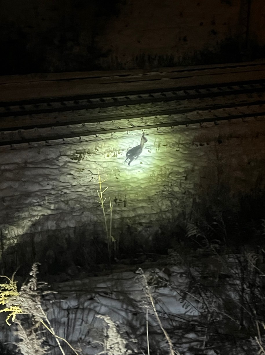 Uratowana sarna na wolności /Straż Miejska Kraków /