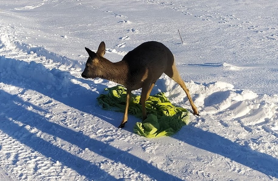 Uratowana sarna /OSP Gdańsk - Świbno /PAP