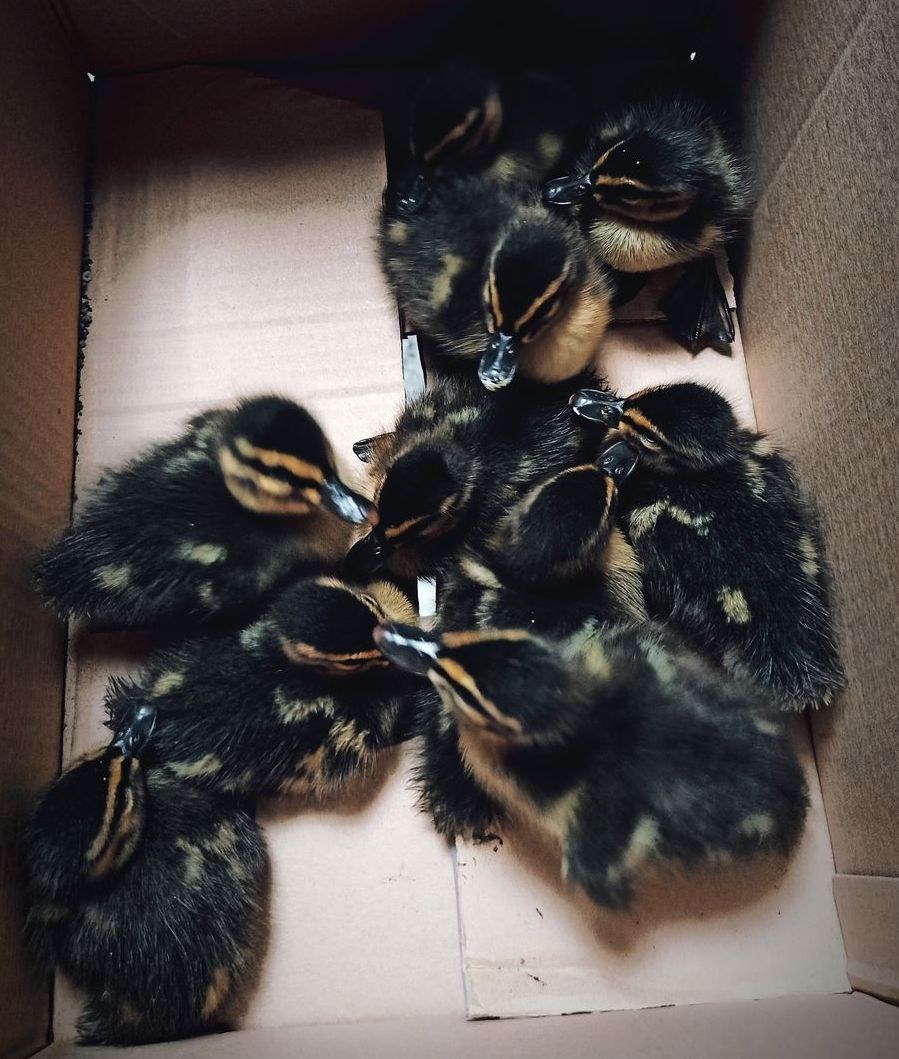 Uratowane kaczki /Policja