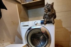 Uratowane koty ze Szczecina