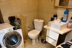 Uratowane koty ze Szczecina