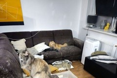 Uratowane koty ze Szczecina
