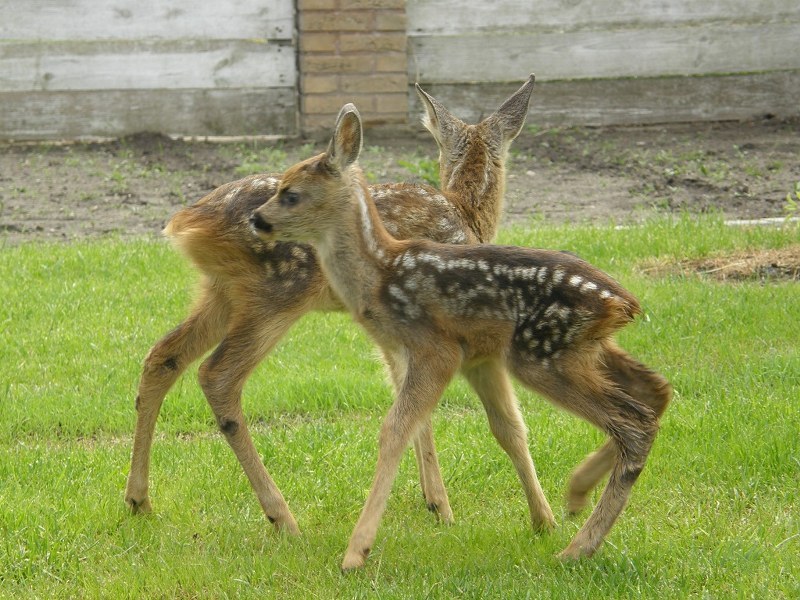 Uratowane sarenki /Aneta Łuczkowska /RMF FM