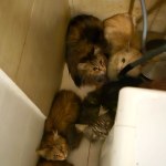 Uratowano koty w Szczecinie. Mężczyzna z zarzutami