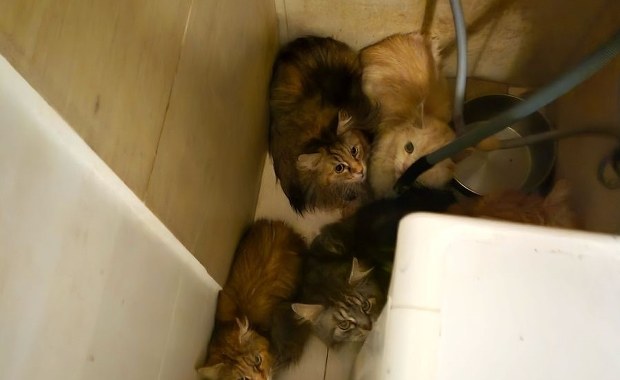 Uratowano koty w Szczecinie. Mężczyzna z zarzutami