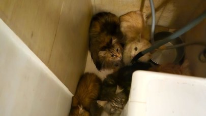 Uratowano koty w Szczecinie. Mężczyzna z zarzutami