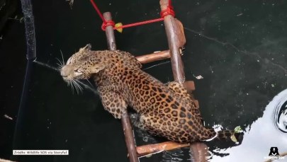 Uratowano lamparta, który wpadł do studni 