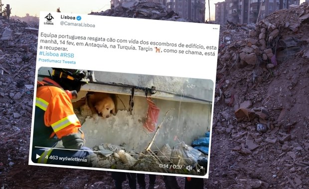 Uratowano psa, który spędził 200 godzin pod gruzami. Zobacz wyjątkowe nagranie