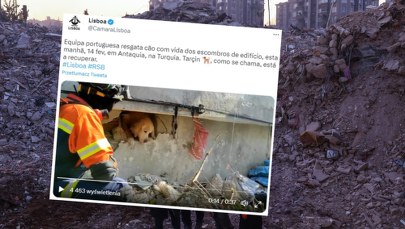 Uratowano psa, który spędził 200 godzin pod gruzami. Zobacz wyjątkowe nagranie