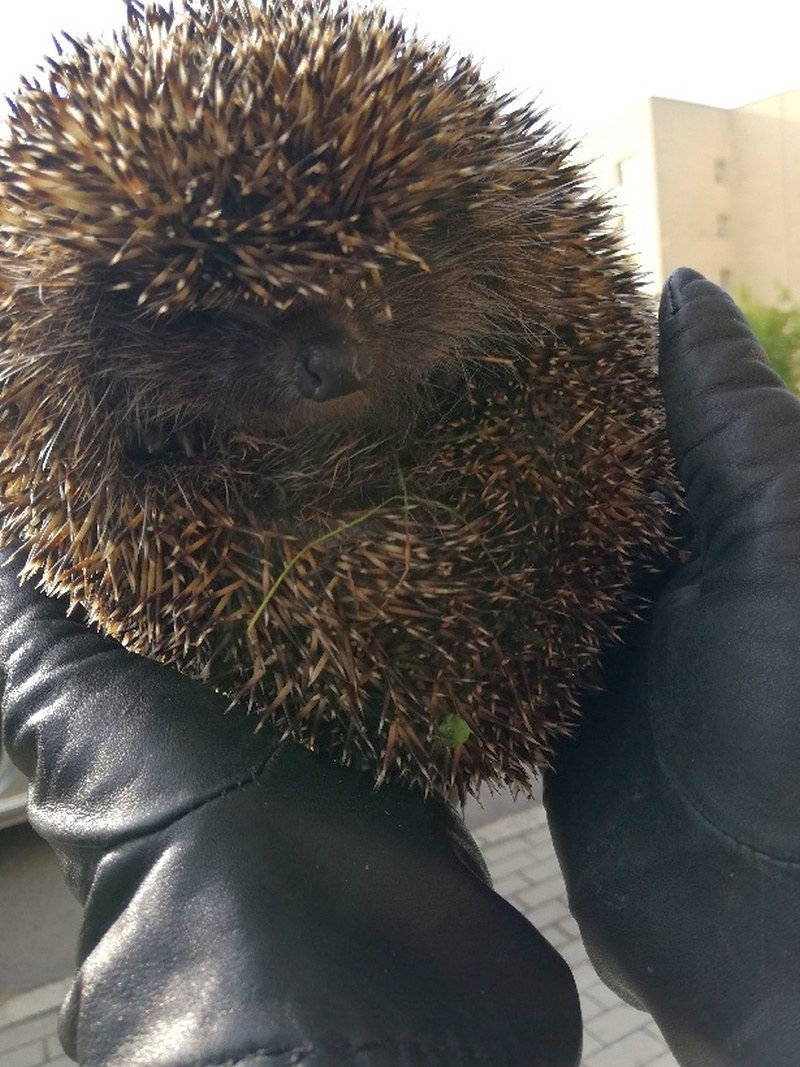Uratowany jeż /Straż miejska Warszawa /