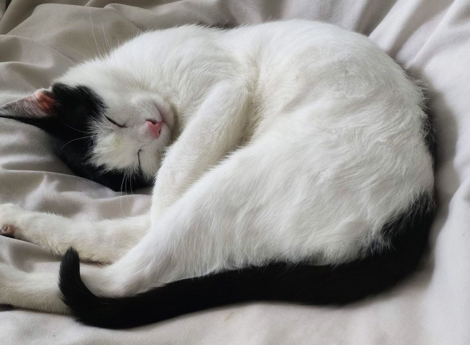 Uratowany kot Kacperek /Kaliskie Stowarzyszenie Pomocy Dla Zwierząt Help Animals /