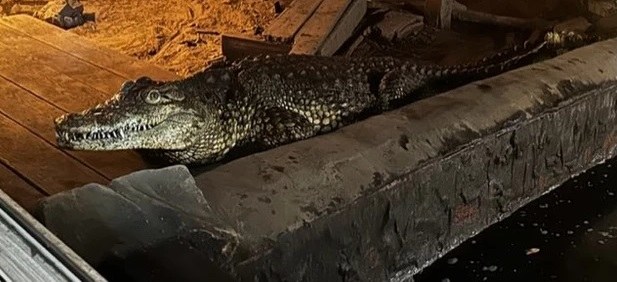 Uratowany krokodyl /Policja Sosnowiec /Policja