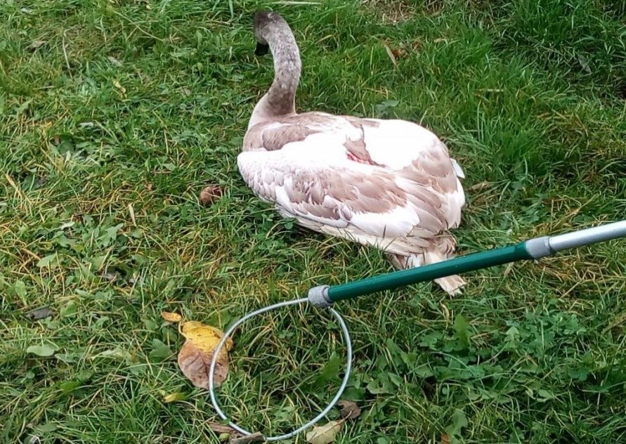Uratowany łabędź /KPP Stalowa Wola /