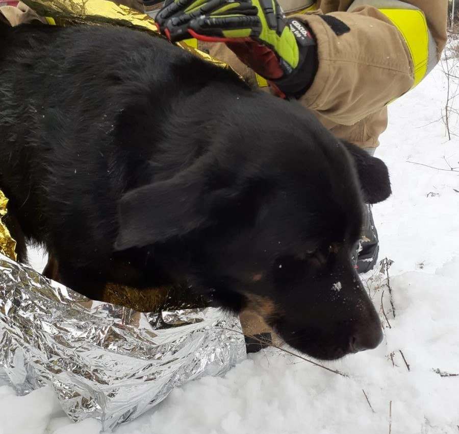 Uratowany przez policję pies /Policja Małopolska /