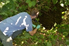 Uratowany wilk trafił do kliniki dla zwierząt; został wydobyty ze studni