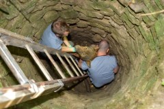 Uratowany wilk trafił do kliniki dla zwierząt; został wydobyty ze studni