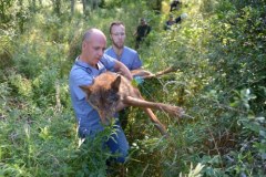 Uratowany wilk trafił do kliniki dla zwierząt; został wydobyty ze studni