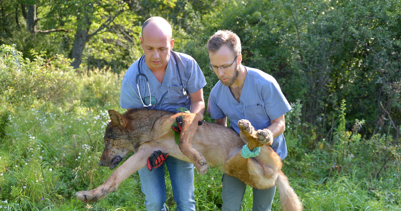 Uratowany wilk trafił do kliniki dla zwierząt; został wydobyty ze studni
