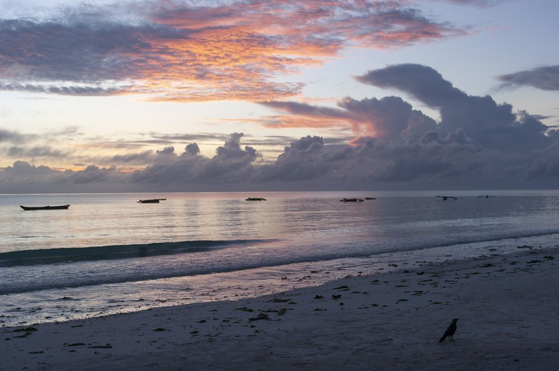 Urlopowiczom na Zanzibarze przypadnie do gustu plażowanie w otoczeniu wód o niezwykłym kolorze, a w pamięci z pewnością pozostaną piękne zachody słońca /Mike Kemp / Contributor /Getty Images