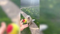 Urocza zabawa z psem. Próbuje złapać piłkę