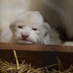Urocze białe lwiątka urodziły się w Borysewie!
