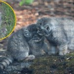 Urocze drapieżniki. Małe manule zachwycają w Gdańsku