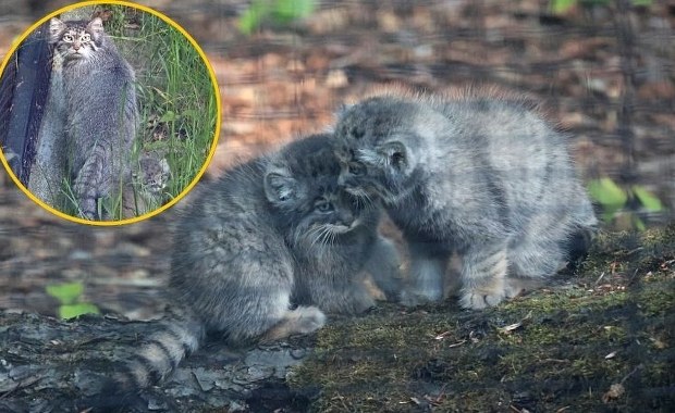Urocze drapieżniki. Małe manule zachwycają w Gdańsku