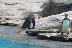 Urocze pingwiny z Peru i Chile zamieszkały w krakowskim zoo