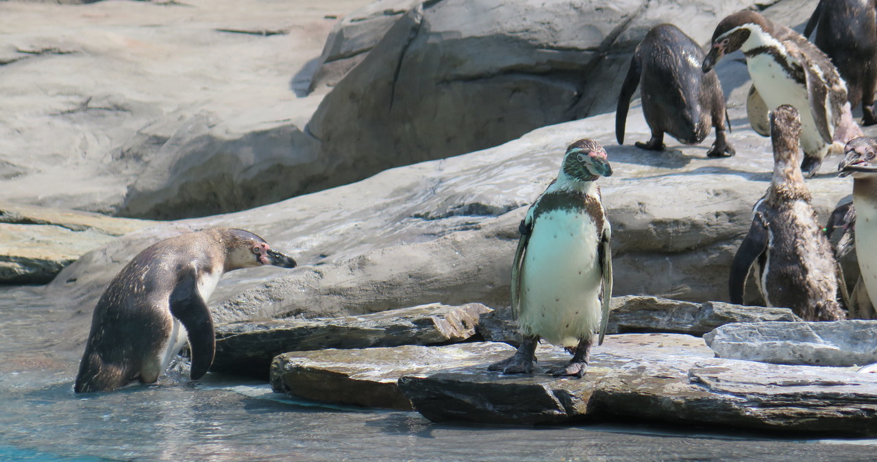 Urocze pingwiny z Peru i Chile zamieszkały w krakowskim zoo