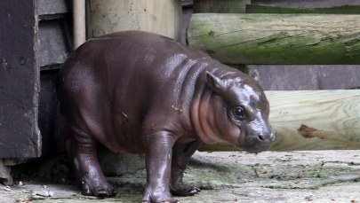 Uroczy hipcio z Krakowa na pierwszym w życiu spacerze