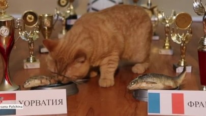 Uroczy kociak wytypował zwycięstwo Chorwatów w finale mundialu