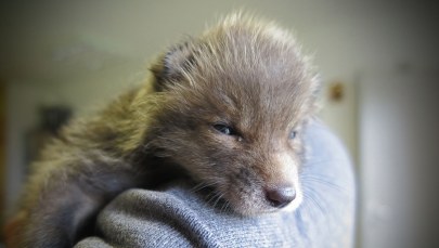 Uroczy lisek trafił pod opiekę szczecińskiej fundacji