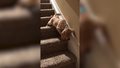 Uroczy szczeniak schodzi po schodach