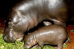 Urodził się hipopotam karłowaty